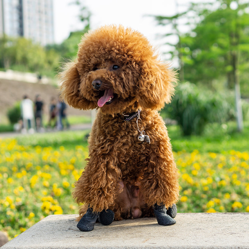 Outdoor sport pet shoes