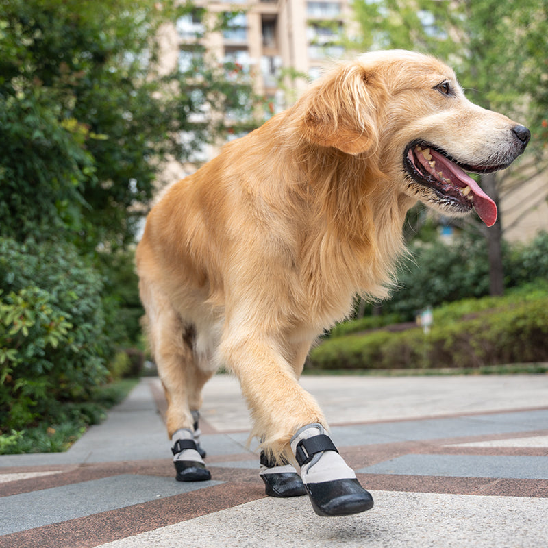 POD light running pet shoes