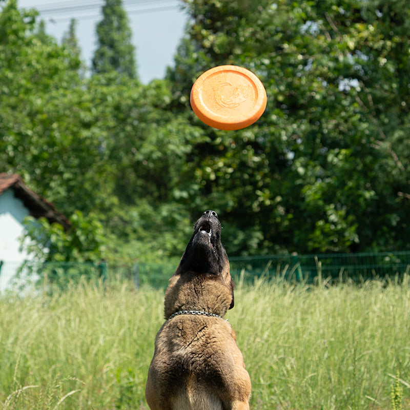 WindRacer Dog Disc